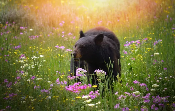 Field, summer, grass, light, flowers, black, bear, meadow