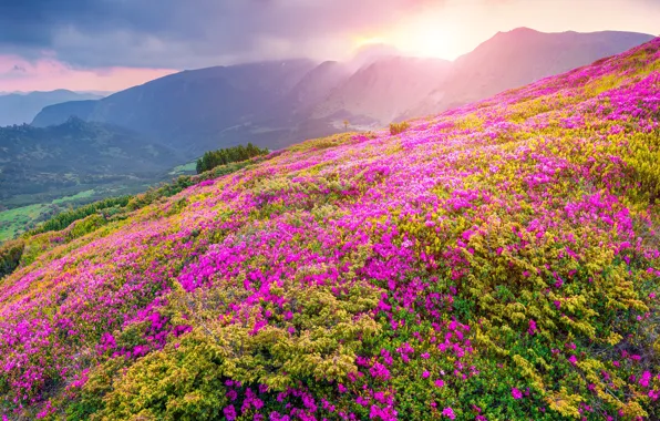Picture Flower, Mountain, Landscapes, Natura