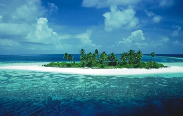Picture palm trees, the ocean, island