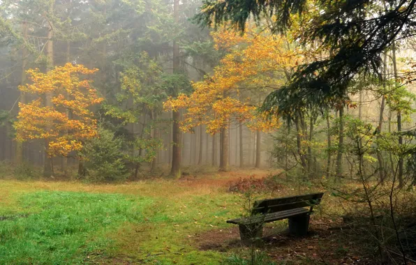 Picture fog, Park, bench