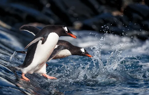 Picture water, squirt, penguins