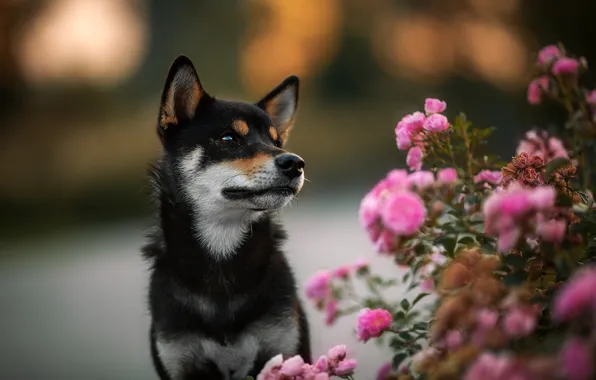 Flowers, background, black, roses, dog, puppy, rose Bush, Shiba inu