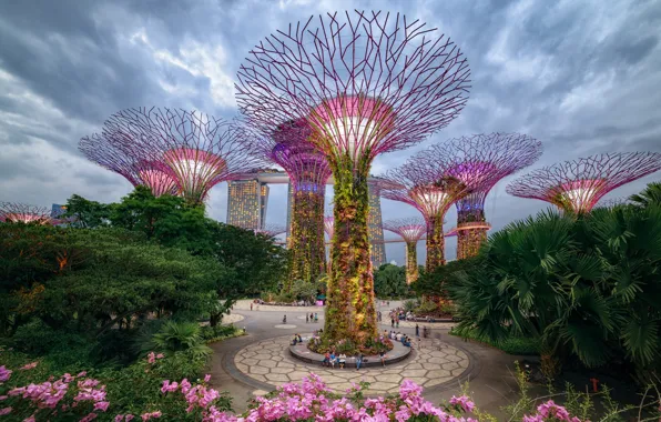 Picture trees, the city, Park, Singapore, Gardens by the Bay, Supertree Grove