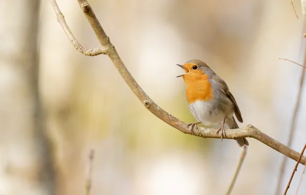 Bird, orange, branch, spring, beak, Robin, twitter