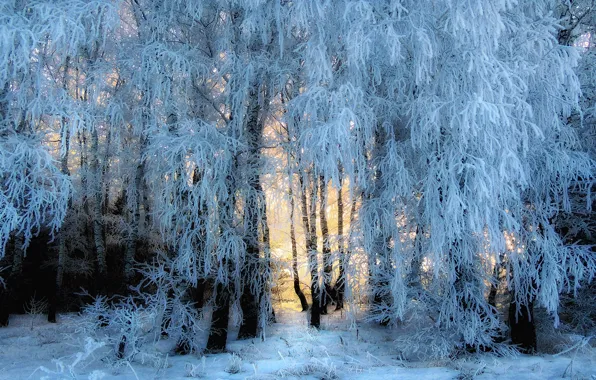 Picture winter, frost, forest, light, snow, trees, branches, nature