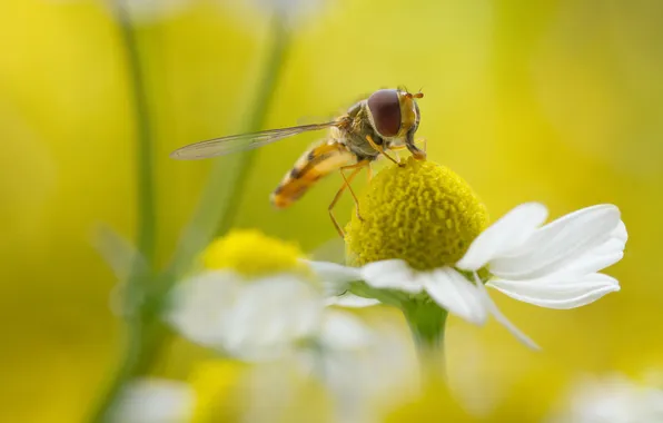 Picture flower, grass, nature, fly, petals, Daisy, insect, drone