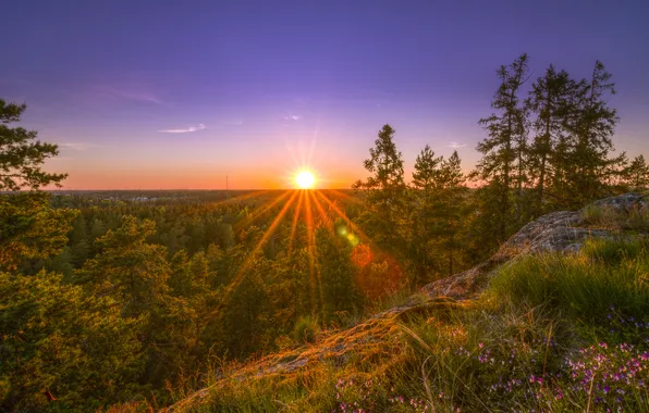 Forest, trees, sunset, nature