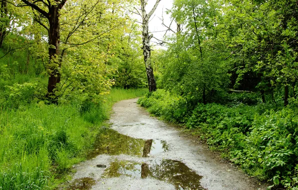 Trees, water, forest path, puddles