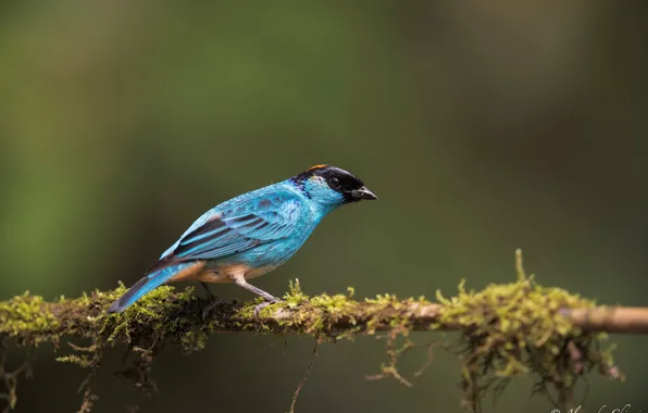 Picture branches, background, bird, moss, bokeh, Tanagra, Tangara ruficervix, somatostatinoma