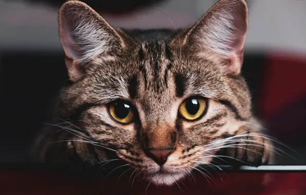 Cat, eyes, look, grey, background, portrait, paws, muzzle