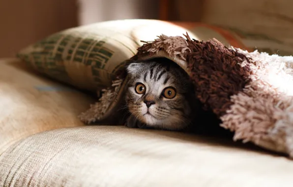 Surprise, pillow, kitty