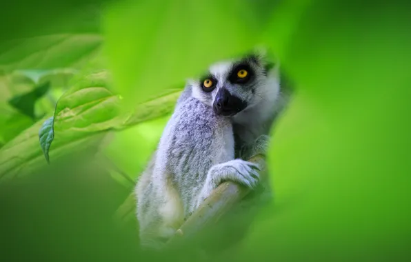 Greens, look, face, leaves, blur, paws, lemur, green background