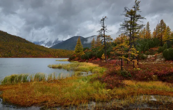 Autumn, forest, trees, shore, pond