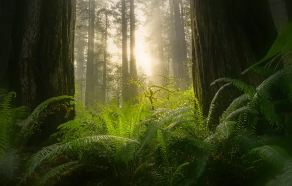 Picture forest, the sun, fog, fern, Sequoia