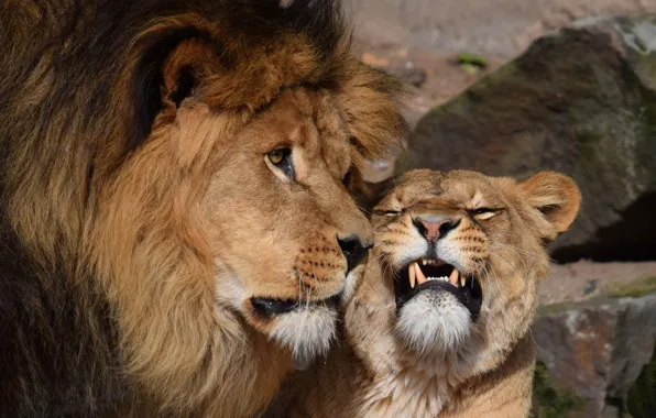Love, Lioness, Leo, Pair, Tenderness, Animals