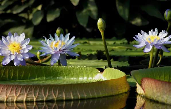 Picture leaves, water, flowers, pond, water lilies