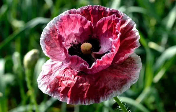 Flower, grass, macro, red, one, Mac, petals, bokeh