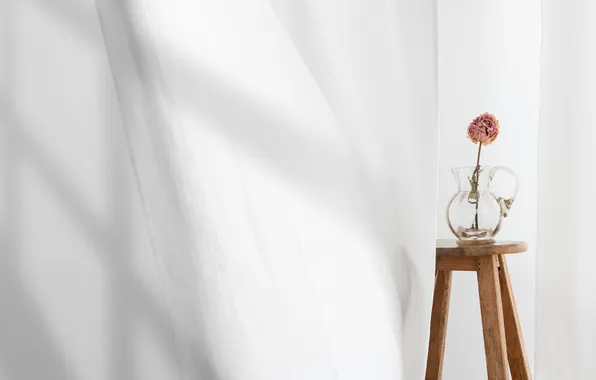 Flower, minimalism, shadows, pitcher, light background, stand