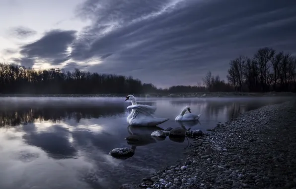 Picture night, fog, lake, swans