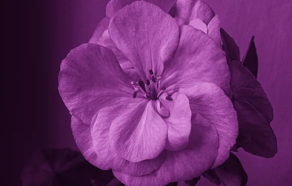 Flowers, nature, geranium