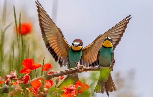 Flowers, birds, Maki, wings, branch, pair, red, a couple