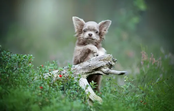Grass, nature, berries, stump, puppy