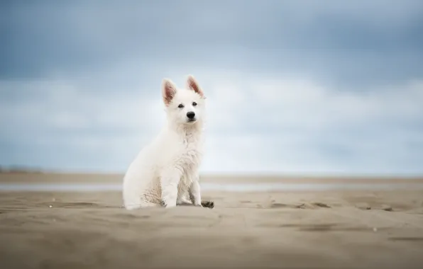 Sand, the sky, dog, puppy, bokeh