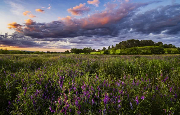 Field, forest, summer, clouds, flowers, meadow, vetch