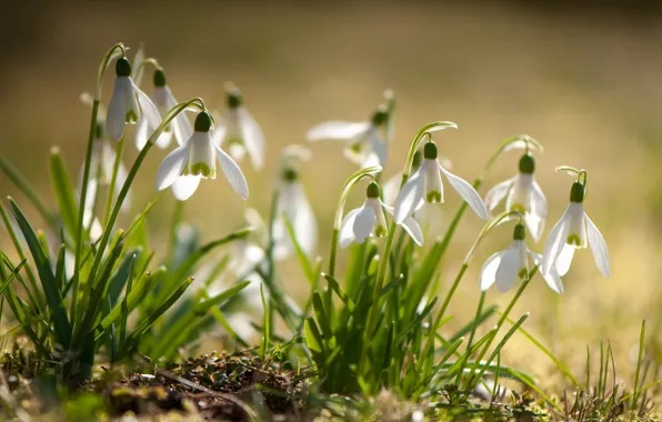 Wallpaper flowers, light, white, spring, snowdrops