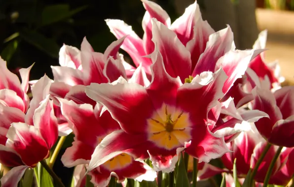 Grass, flowers, widescreen, Wallpaper, Tulip, tulips, wallpaper, grass