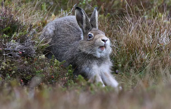 Picture grass, hare, potyagushki