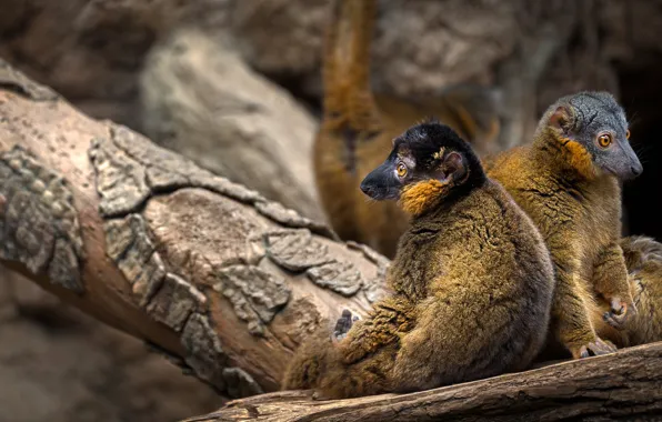 Animals, look, nature, pose, background, tree, pair, lemur