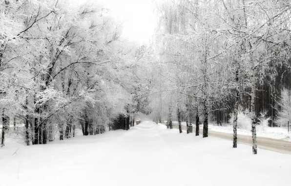 Winter, snow, trees, nature