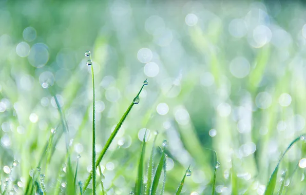 Picture grass, drops, bokeh