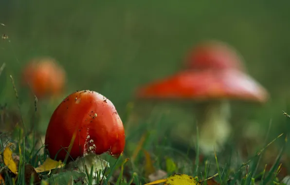 Autumn, nature, mushrooms