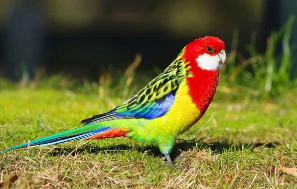 Grass, feathers, parrot, color, Eastern Rosella