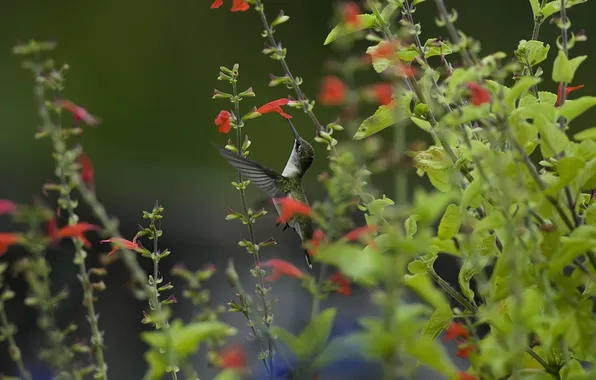 Greens, macro, flowers, nature, bird, blur, Hummingbird