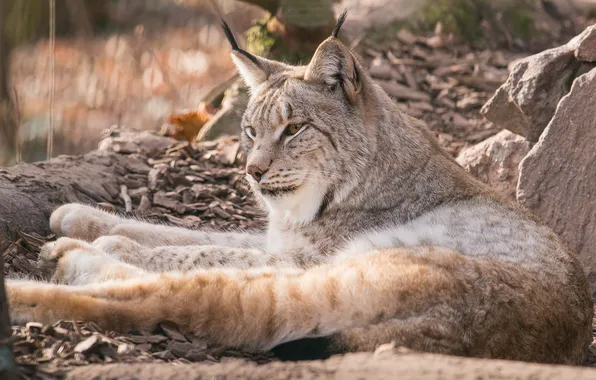 Stay, predator, lies, lynx, wild cat, zoo
