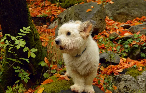 Autumn, Dog, Fall, Foliage, Autumn, The West highland white Terrier