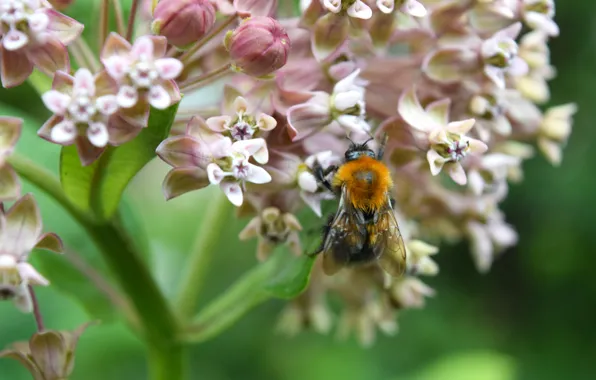 Flower, summer, bee, widescreen, macro flowers nature