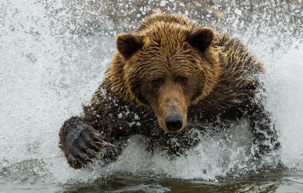 Water, squirt, bear, bear, brown