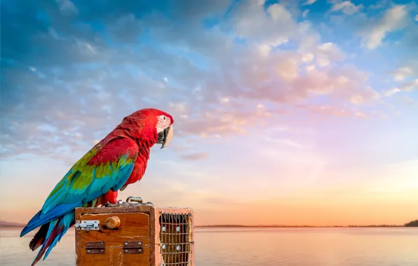 Wallpaper parrot, river, bird, sunset