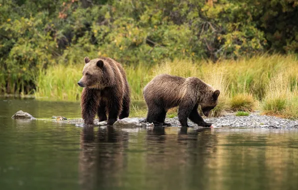 Grass, nature, stones, shore, bear, bears, pair, bear