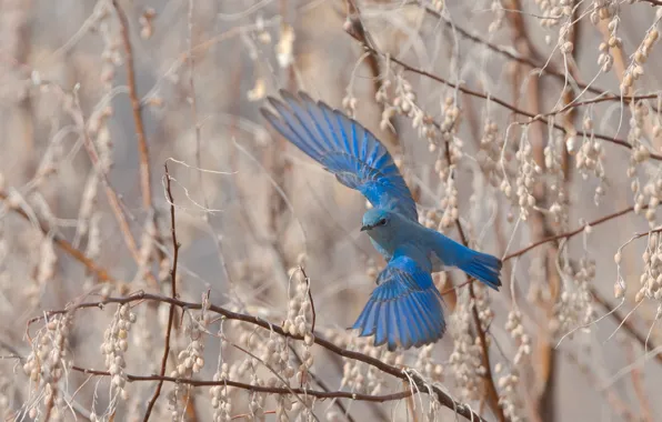 Flight, branches, bird, wings, spring, flies, blue, the scope