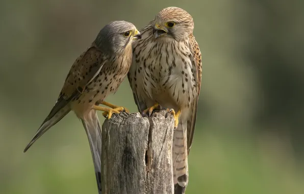 Bird, Falcon, Kestrel
