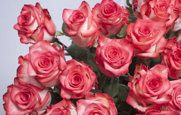 Picture roses, petals, buds, a bouquet of roses