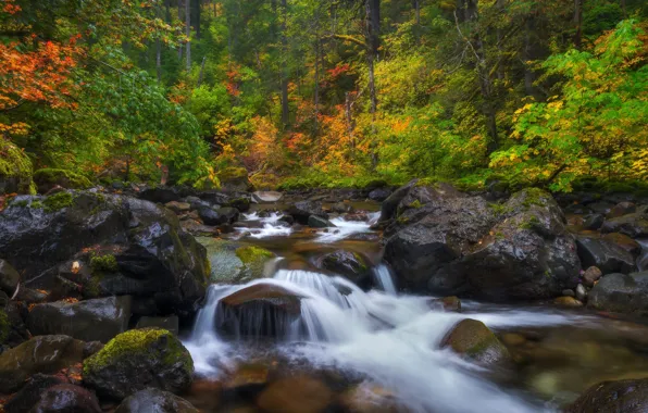 Autumn, forest, stream, stones, Mount Rainier National Park, National Park mount Rainier, Washington State, Washington
