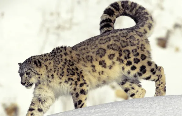 Picture cold, snow, snow leopard