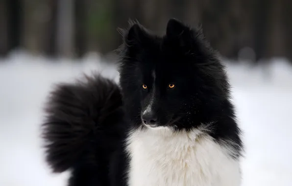 Winter, snow, dog, Yakut husky