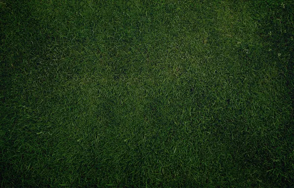 Greens, grass, lawn, Wallpaper, texture, Green